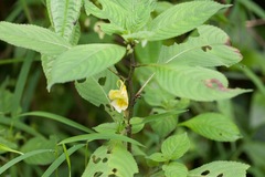 Impatiens scabrida