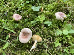 Russula odorata