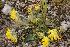 Anthyllis vulneraria alpestris