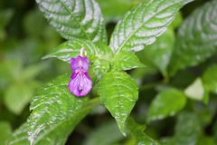 Impatiens puberula
