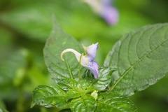 Impatiens puberula