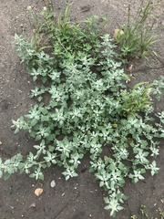 Chenopodium karoi