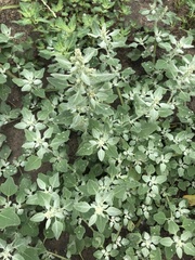 Chenopodium karoi