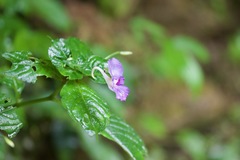 Impatiens puberula