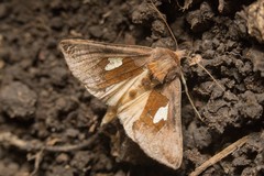 Autographa bractea