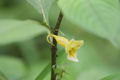 Impatiens scabrida