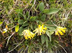 Anthyllis vulneraria alpestris