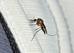 Psorophora cyanescens