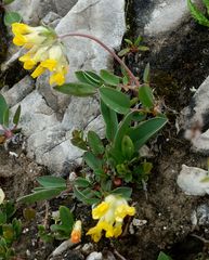 Anthyllis vulneraria alpestris