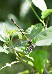 Erpetogomphus eutainia