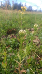 Sericocarpus rigidus