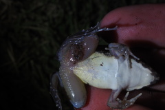 Fejervarya limnocharis