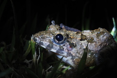 Fejervarya limnocharis