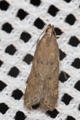 Helcystogramma lutatella