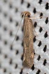 Helcystogramma lutatella