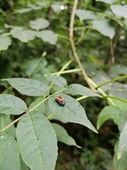 Harmonia axyridis