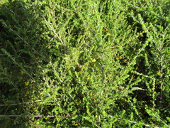 Aspalathus opaca opaca