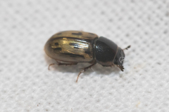 Chilothorax melanostictus