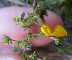 Aspalathus opaca opaca