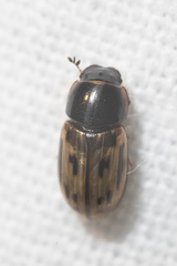 Chilothorax melanostictus