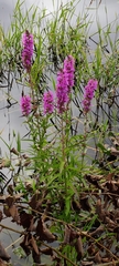 Lythrum salicaria