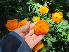 Trollius altaicus
