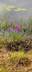 Lythrum salicaria