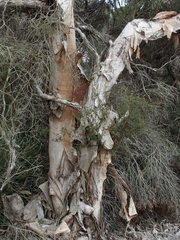 Melaleuca rhaphiophylla