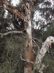 Melaleuca rhaphiophylla