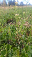 Sericocarpus rigidus