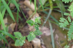 Clinopodium umbrosum