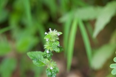 Clinopodium umbrosum