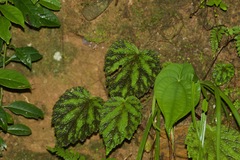 Begonia picta