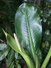 Dieffenbachia parlatorei