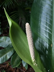 Dieffenbachia parlatorei
