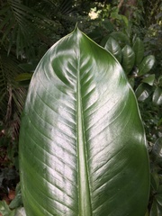 Dieffenbachia parlatorei