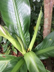 Dieffenbachia parlatorei