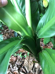 Dieffenbachia parlatorei