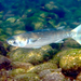 Sea Mullet - Photo (c) Izuzuki, some rights reserved (CC BY-SA)