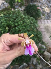 Psychilis macconnelliae