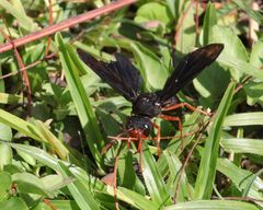 Synagris proserpina niassae
