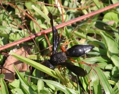 Synagris proserpina niassae