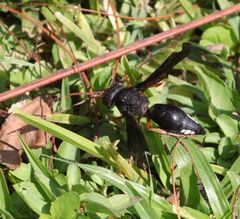 Synagris proserpina niassae