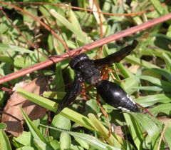 Synagris proserpina niassae