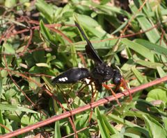 Synagris proserpina niassae