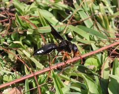 Synagris proserpina niassae