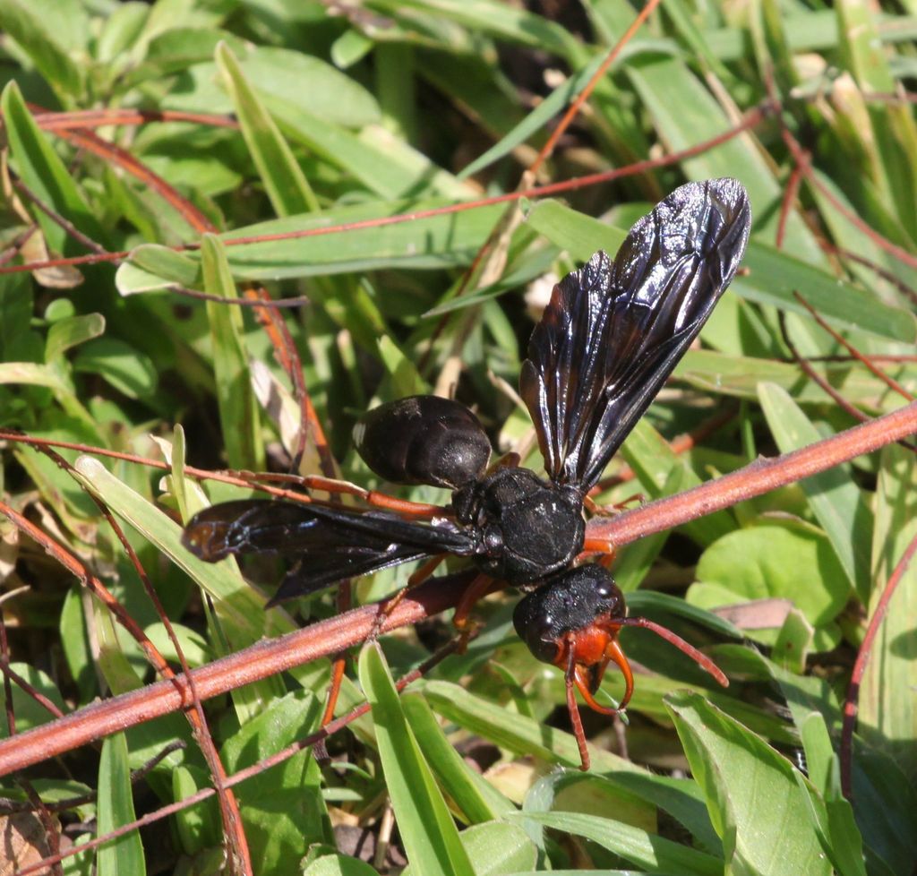 Synagris proserpina