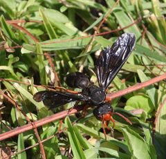 Synagris proserpina niassae