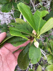 Ternstroemia stahlii