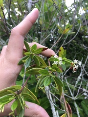 Stenostomum acutatum